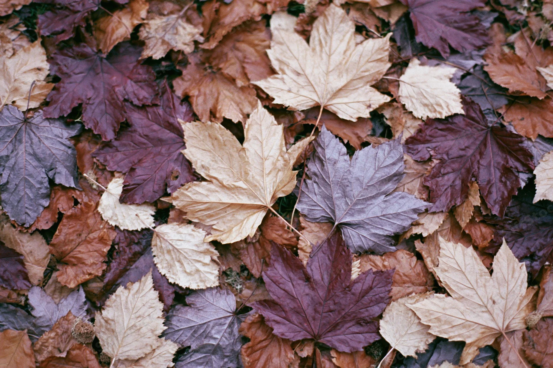 Fallen maple leaves densely overlapping on forest floor
