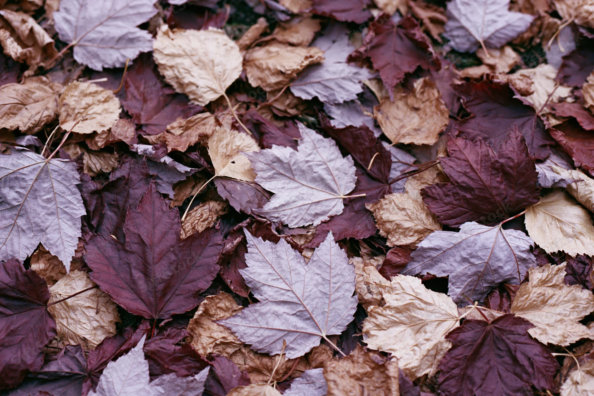 Fallen autumn leaves densely covering forest floor in overlapping layers