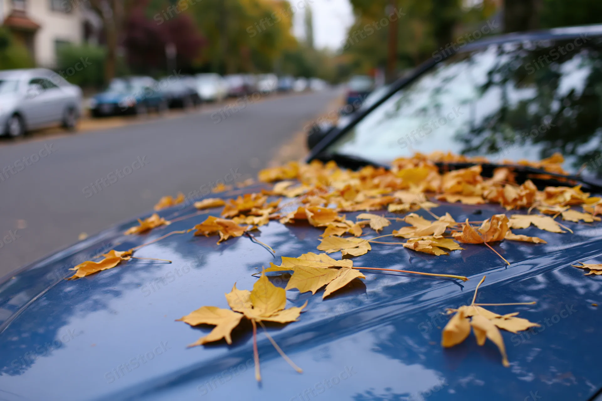 Fallen maple leaves scattered across blue car hood and windshield in residential street