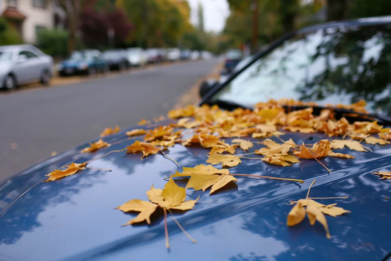 Fallen maple leaves scattered across blue car hood and windshield in residential street