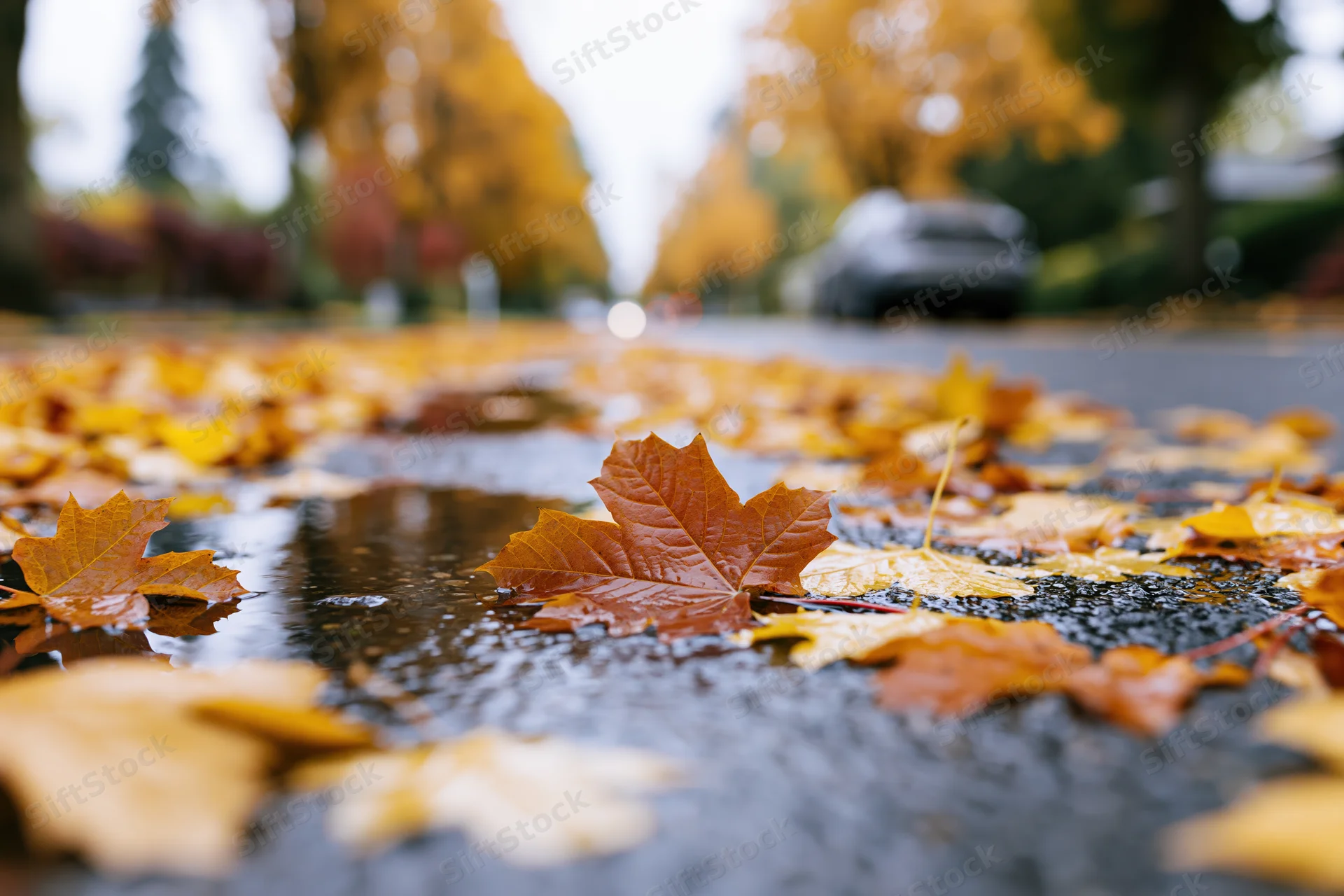 Fallen maple leaves scattered across wet asphalt in a residential street