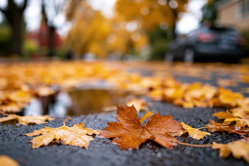 Fallen maple leaves scattered across wet asphalt in a residential street