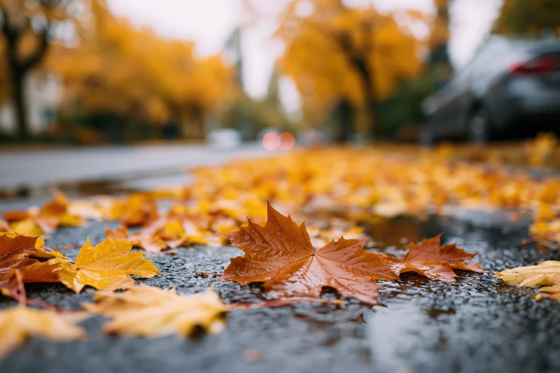 Fallen maple leaves scattered across wet asphalt in an urban street setting