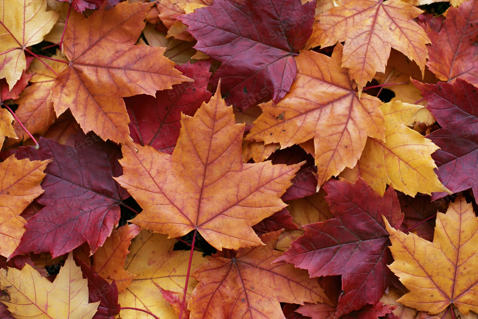 Fallen maple leaves densely overlapping on ground in autumn