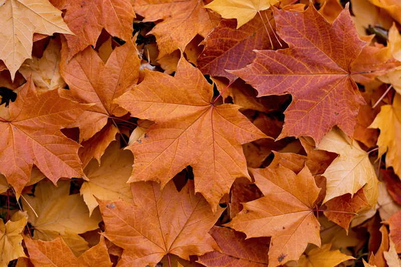Fallen maple leaves densely overlapping on the ground in autumn