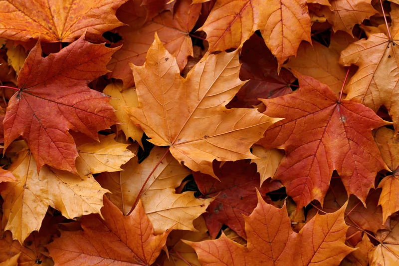 Fallen maple leaves densely overlapping on ground in autumn