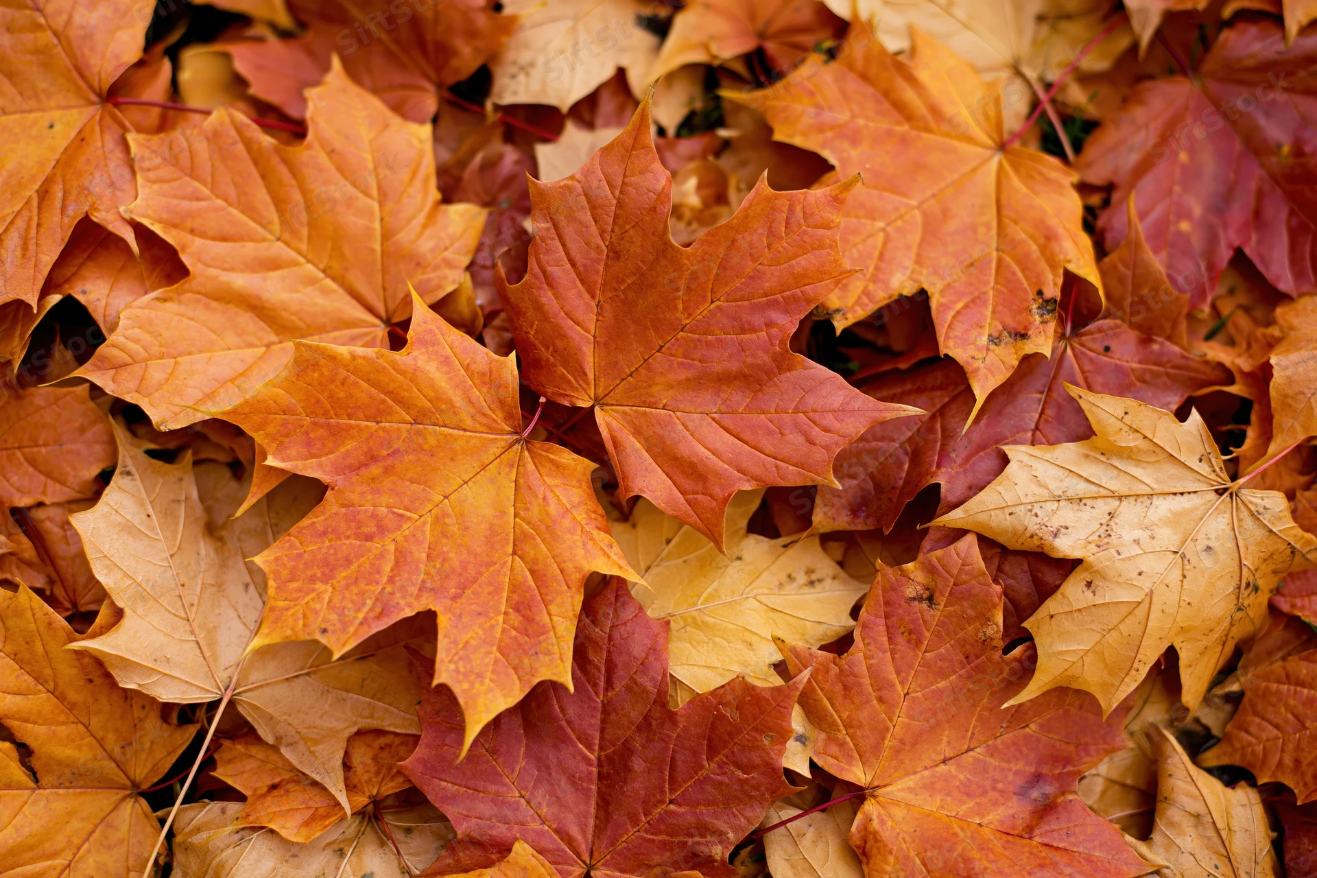 Fallen maple leaves densely overlapping on ground in autumn