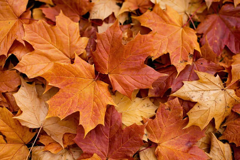 Fallen maple leaves densely overlapping on ground in autumn