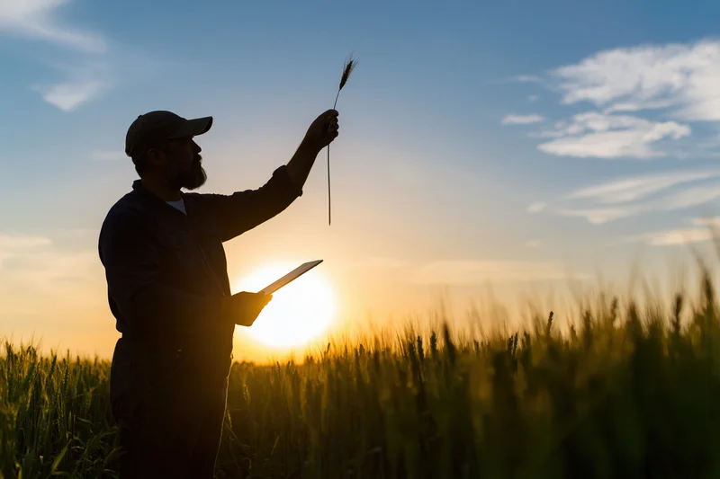Farmer inspecting wheat stalk in field at sunset holding tablet