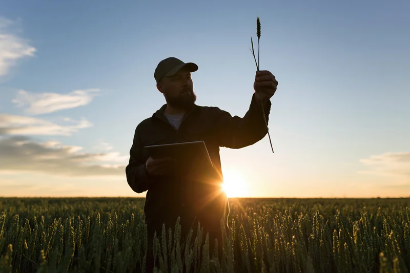 Farmer inspecting wheat crop in field at sunset with tablet