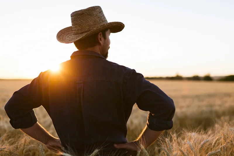 Farmer standing with hands on hips in wheat field at sunset