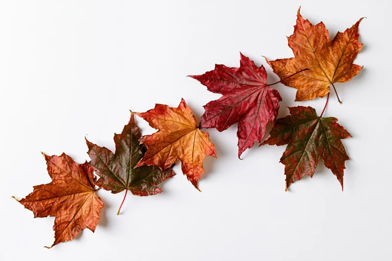 Five maple leaves arranged diagonally on a white background