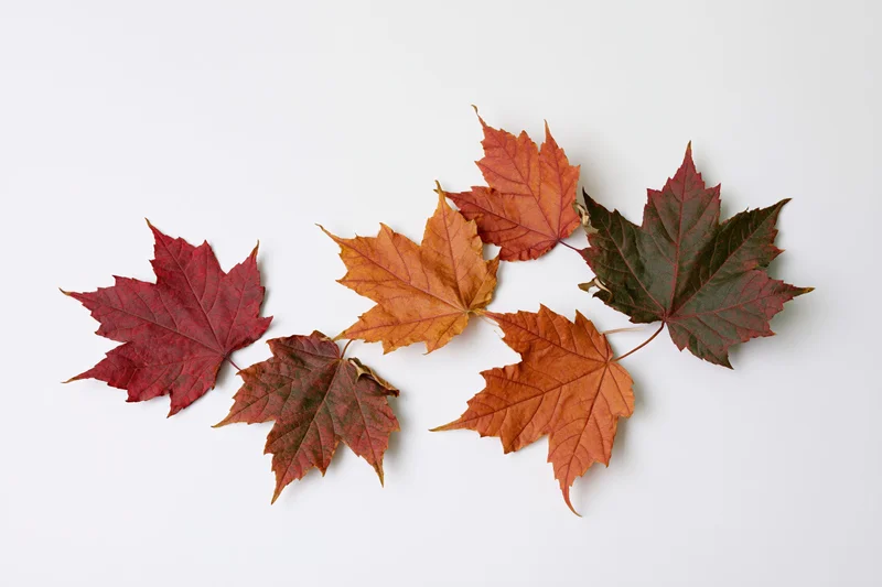 Five maple leaves scattered diagonally on a white background