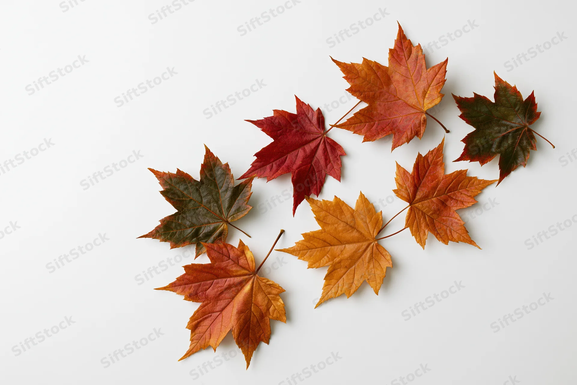 Maple leaves scattered in diagonal arrangement on white background