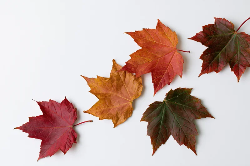 Five maple leaves scattered in diagonal arrangement on white background