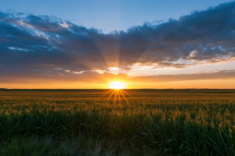 Golden hour sunset over a vast midwestern cornfield at dusk