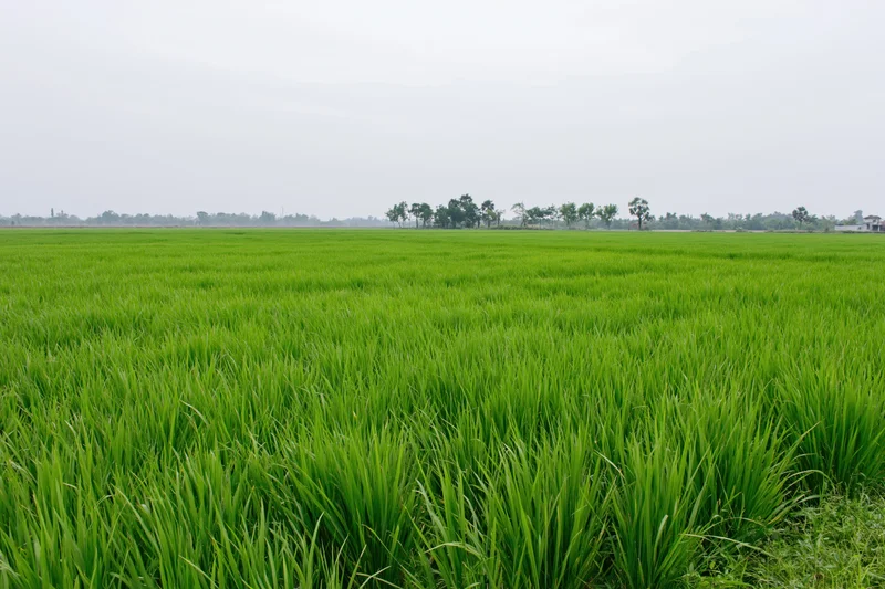 Young rice plants growing in a flat expansive field under an overcast sky