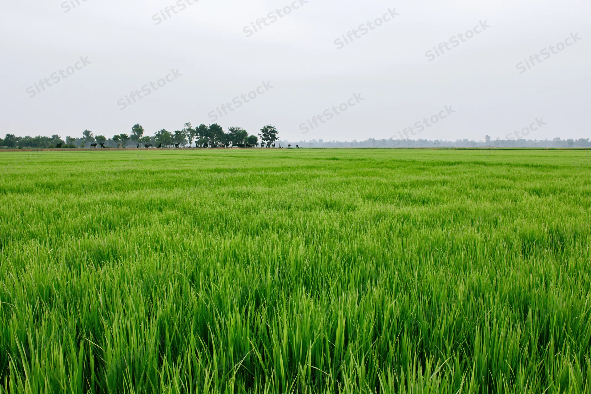 Young rice plants growing in a flat expansive field under an overcast sky