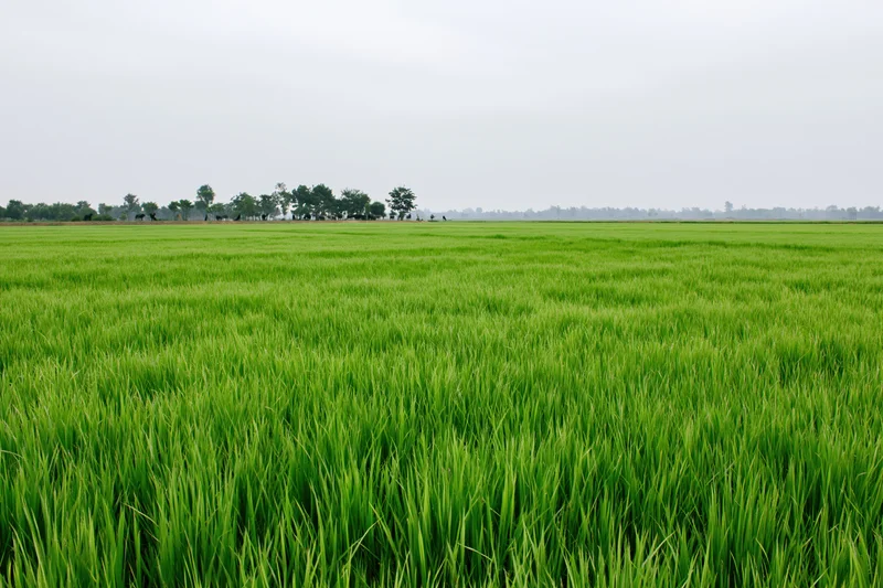 Young rice plants growing in a flat expansive field under an overcast sky