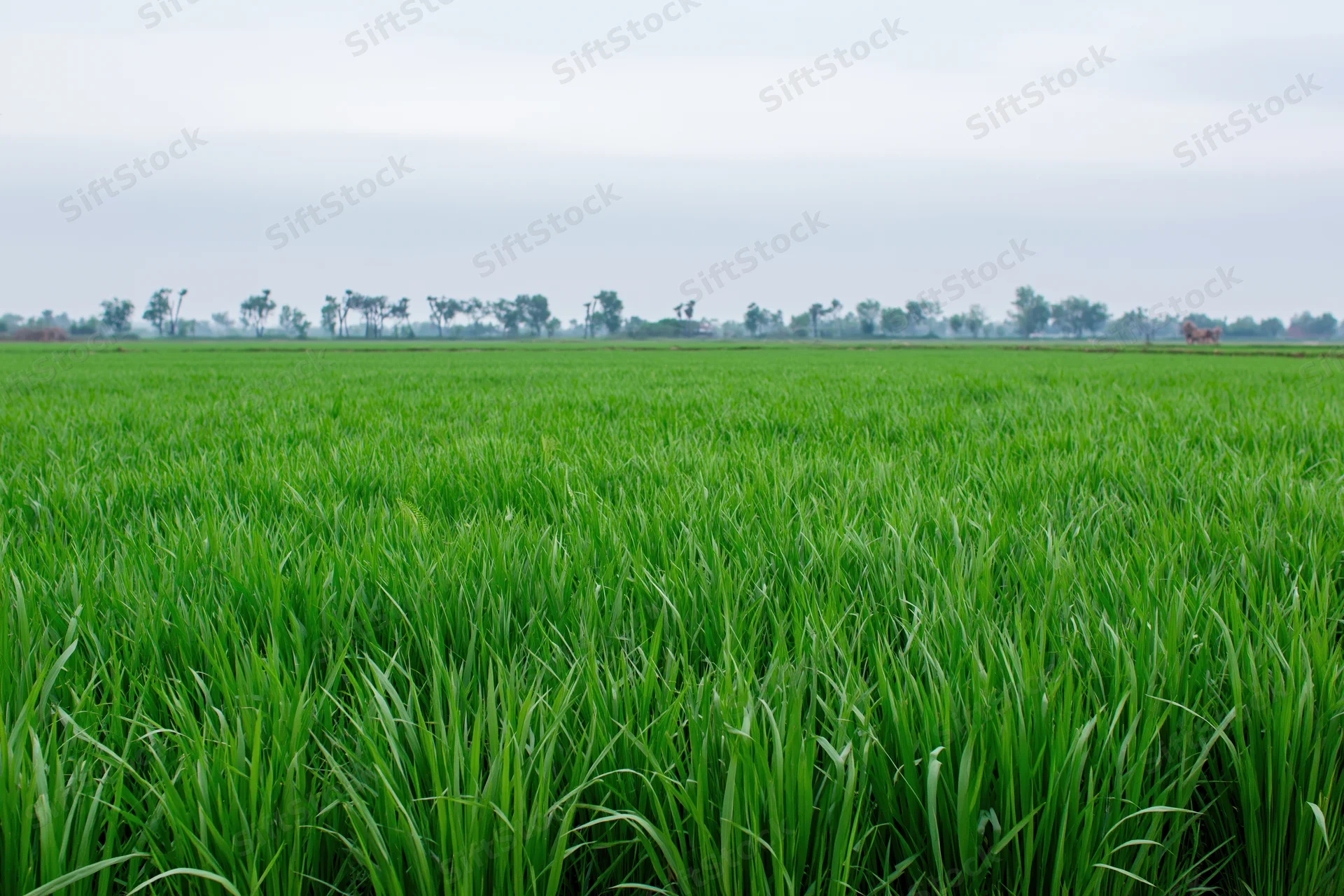 Young rice plants growing in a flat expansive field under an overcast sky