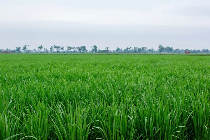Young rice plants growing in a flat expansive field under an overcast sky