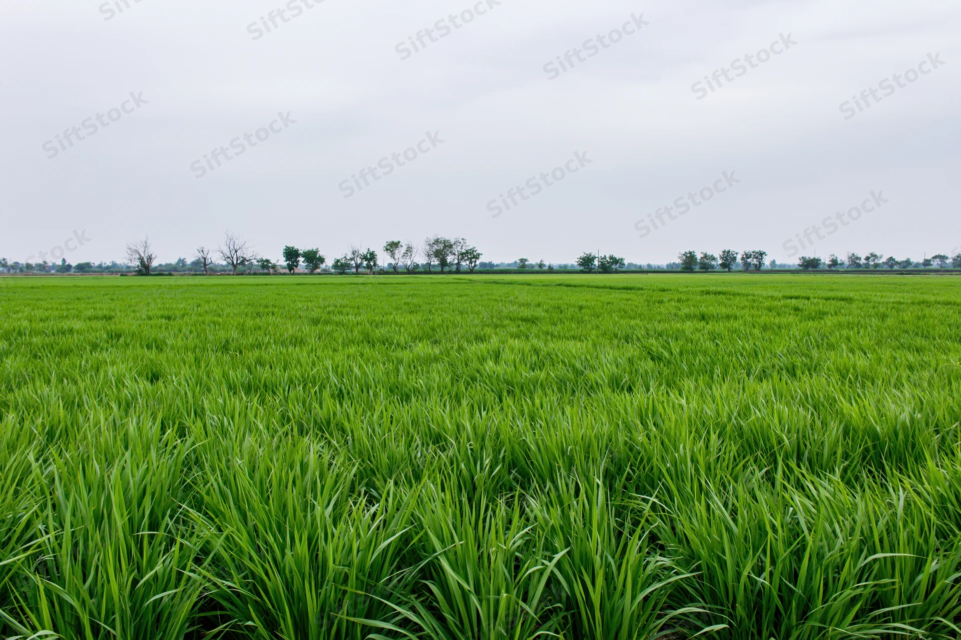 Young rice plants growing in a flat paddy field stretching to the horizon under an overcast sky