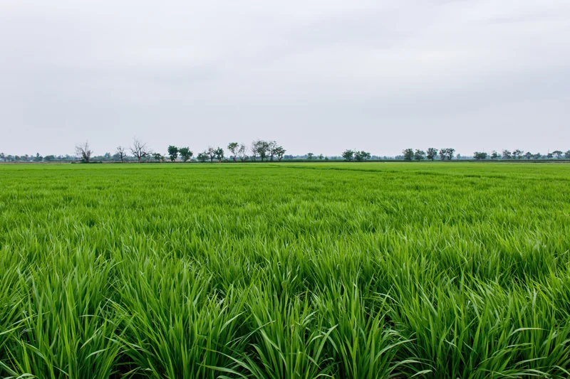 Young rice plants growing in a flat paddy field stretching to the horizon under an overcast sky