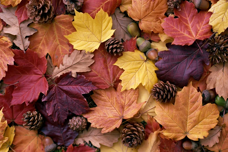 Flat lay of fallen autumn leaves and pinecones arranged on ground surface