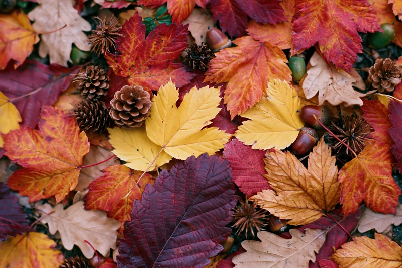 Fallen autumn leaves in red orange yellow and brown arranged flat on ground
