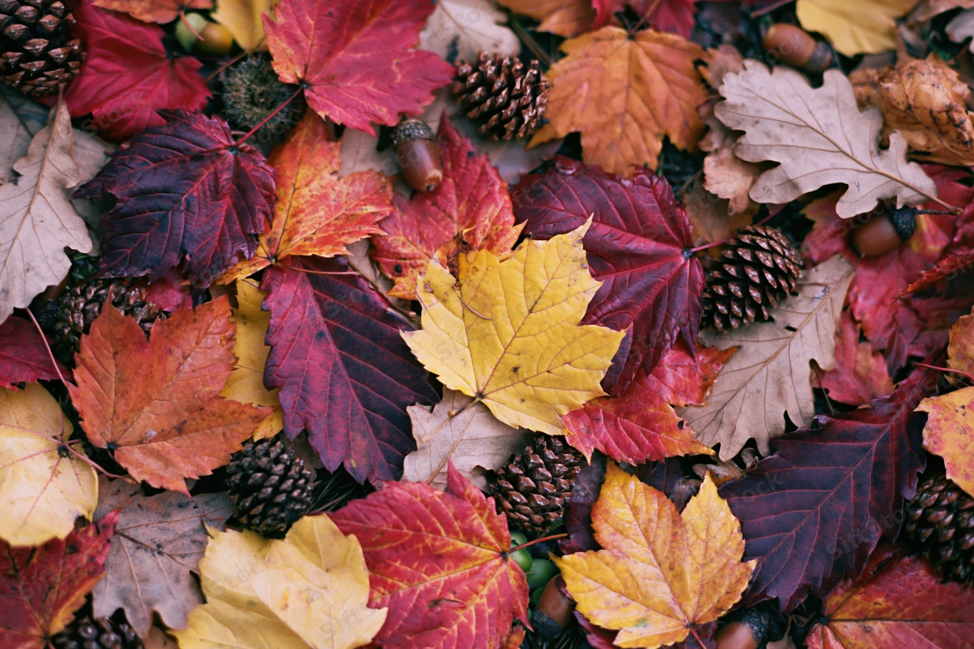 Fallen autumn leaves in red orange yellow and brown arranged flat on ground in forest setting