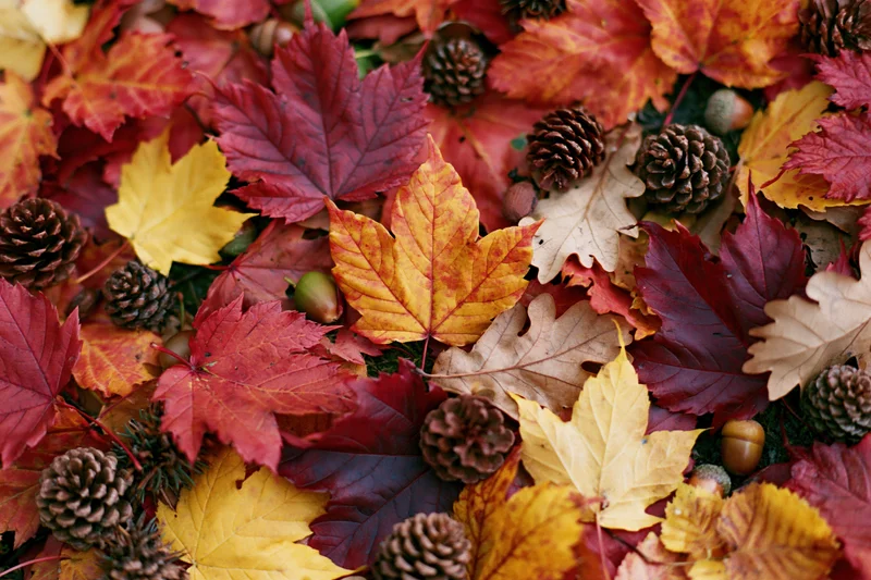 Flat lay of fallen autumn maple leaves and pinecones arranged on ground surface