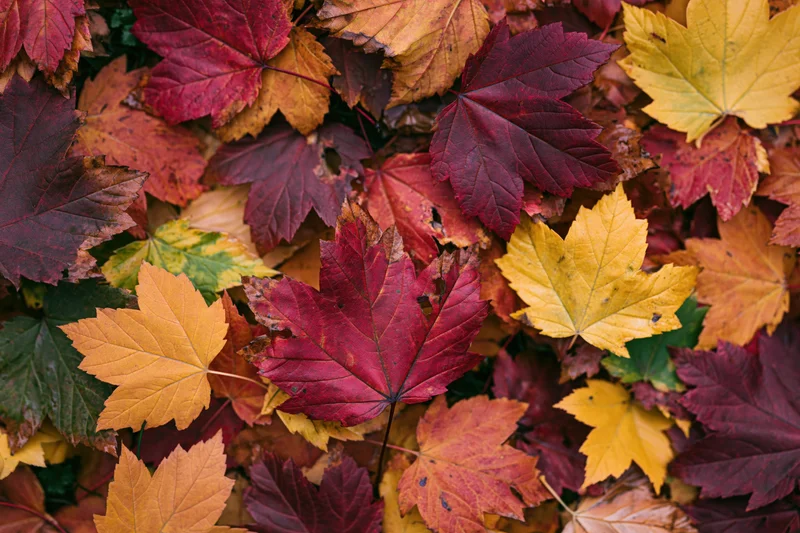 Fallen maple leaves covering ground in autumn flat lay arrangement