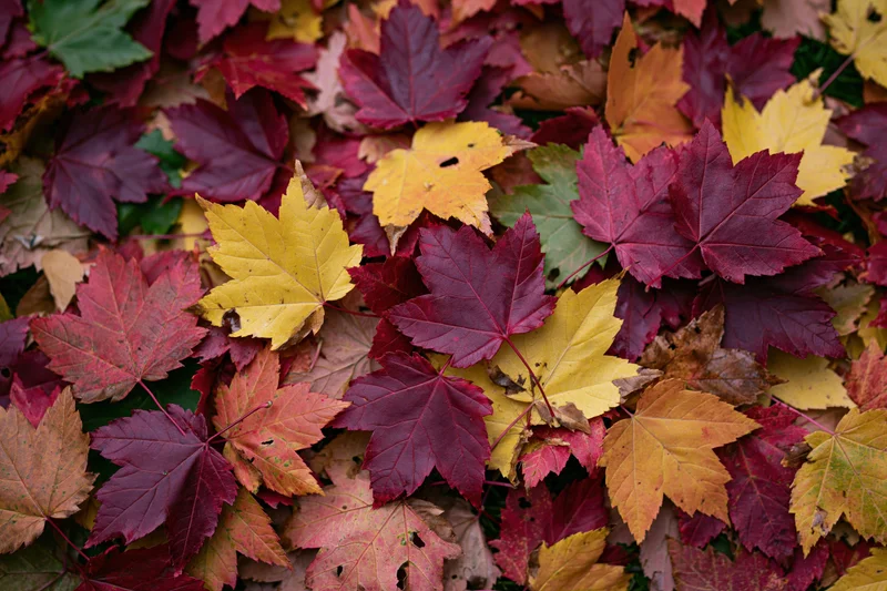 Fallen maple leaves covering the ground in a flat lay arrangement during autumn