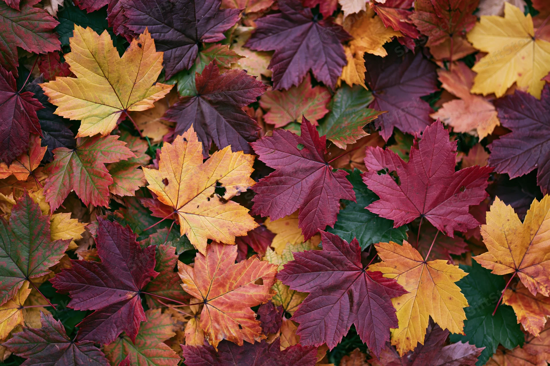 Fallen maple leaves covering the ground in a flat lay arrangement during autumn