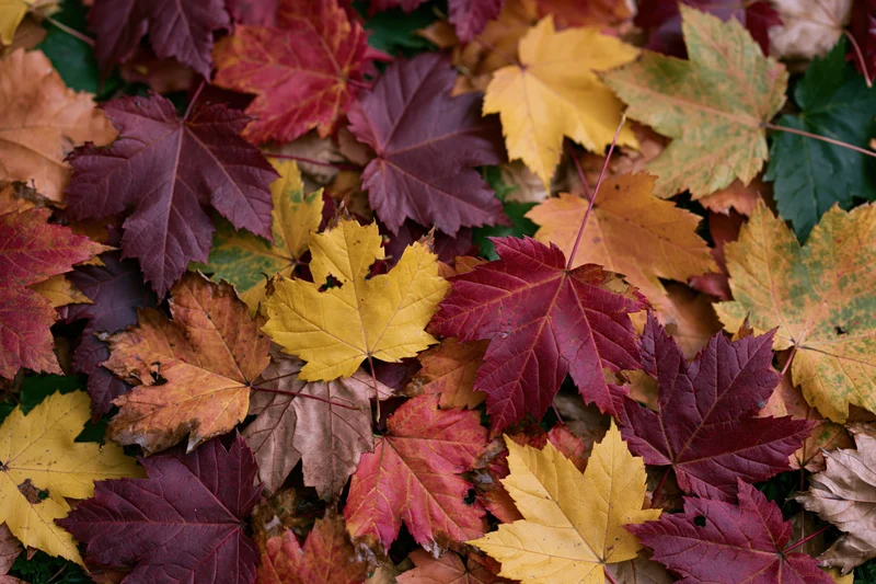 Fallen maple leaves covering the ground in a flat lay arrangement during autumn
