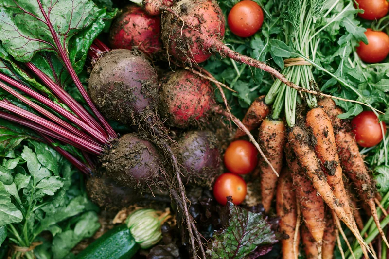Fresh harvested garden vegetables arranged in a flat lay with muddy beetroots, carrots, radishes, tomatoes, and leafy greens