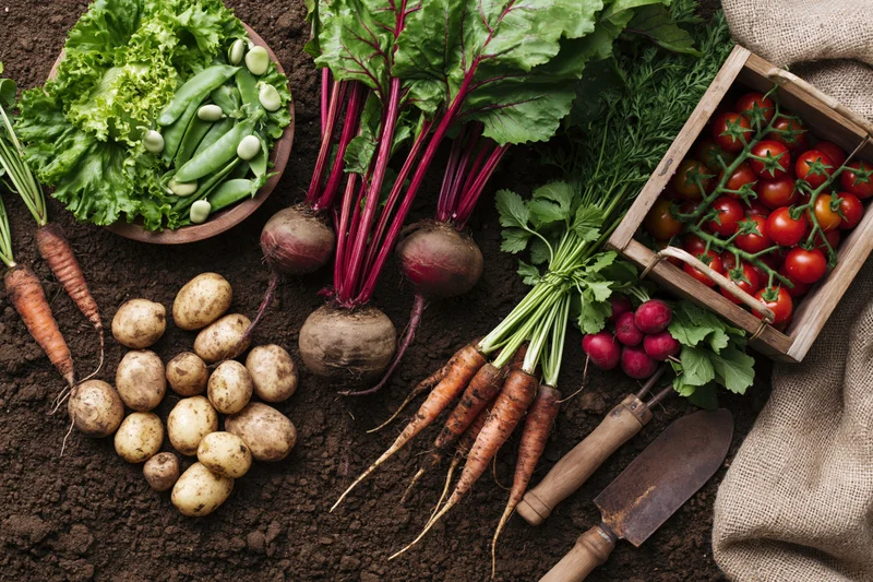 Freshly harvested vegetables arranged on soil with gardening tools and burlap sack