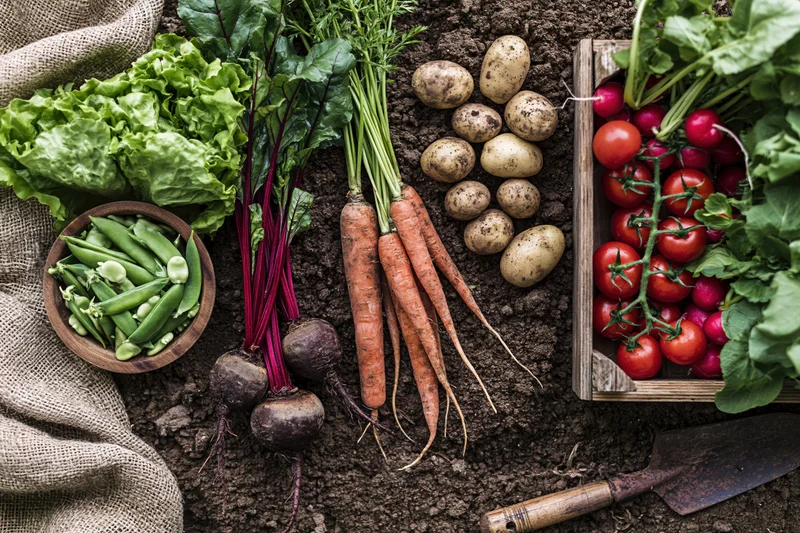 Freshly harvested garden vegetables arranged on soil in a flat lay with tools and containers