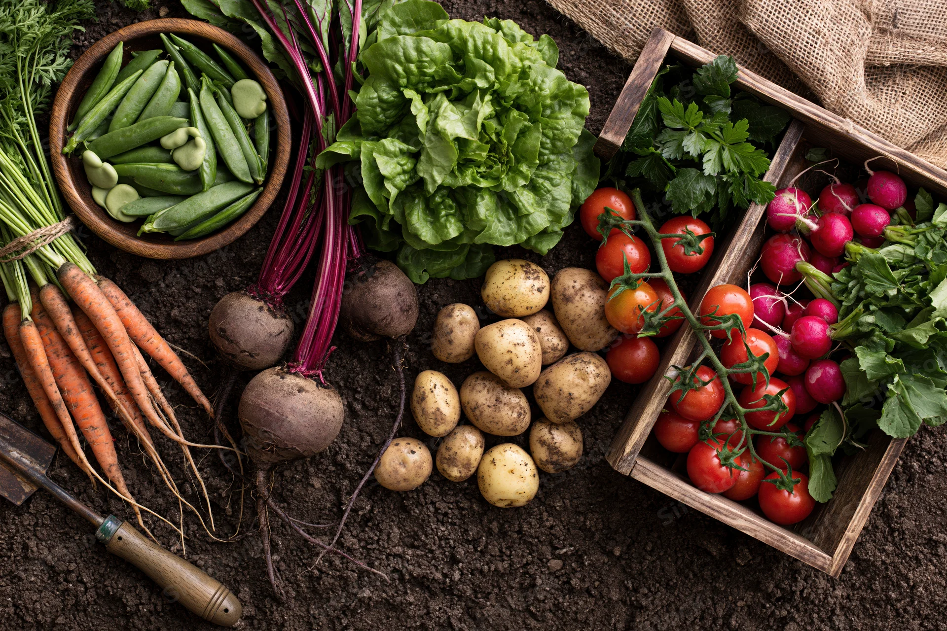 Freshly harvested garden vegetables arranged on soil in a flat lay with wooden crate and trowel