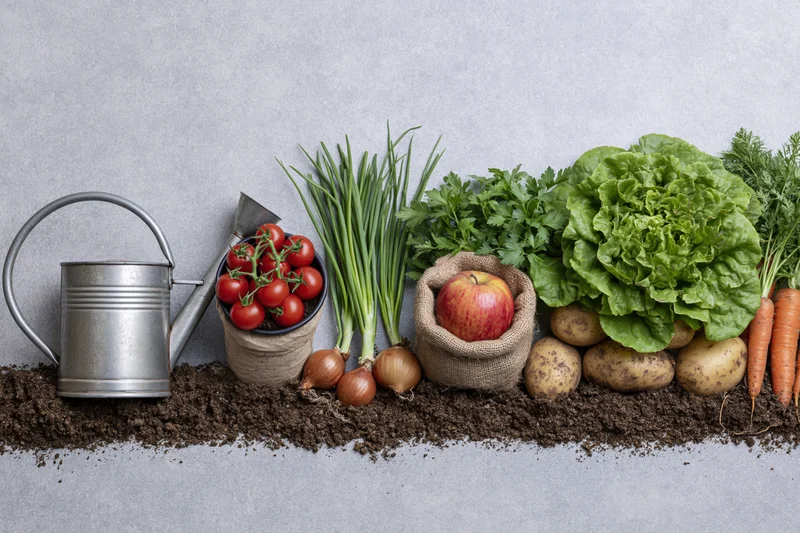 Garden vegetables and herbs arranged in a flat lay on soil with gardening tools and burlap containers