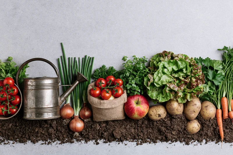 Garden vegetables and herbs arranged in a flat lay on soil with a watering can and burlap sack