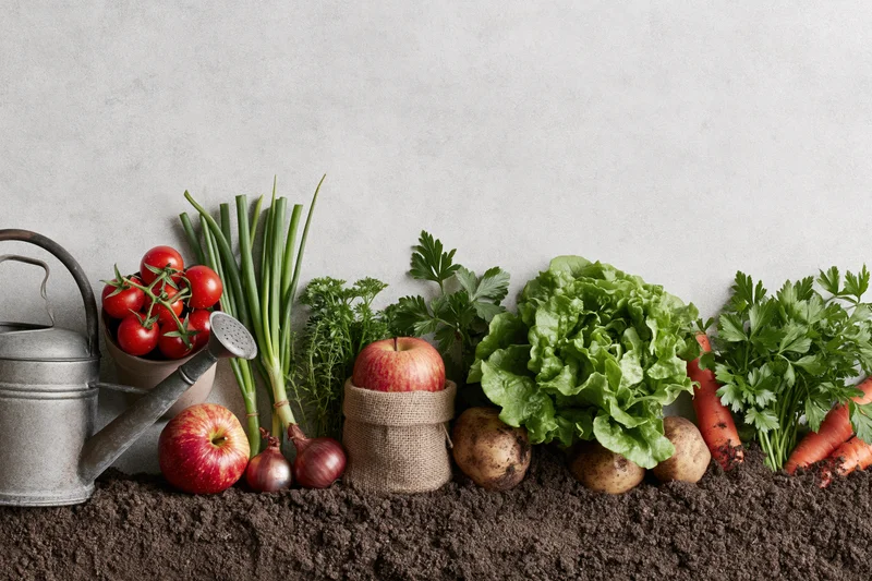 Garden vegetables and herbs arranged in soil with a watering can in a flat lay composition