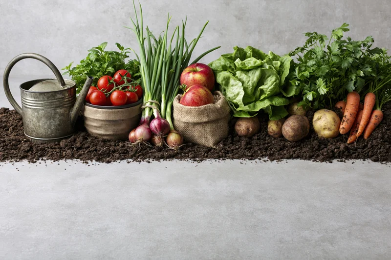 Fresh garden vegetables and herbs arranged in a flat lay on soil with a watering can and burlap bags