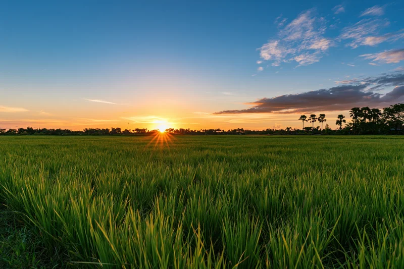 Flat rice paddy field stretching to the horizon under a wide sky at sunset
