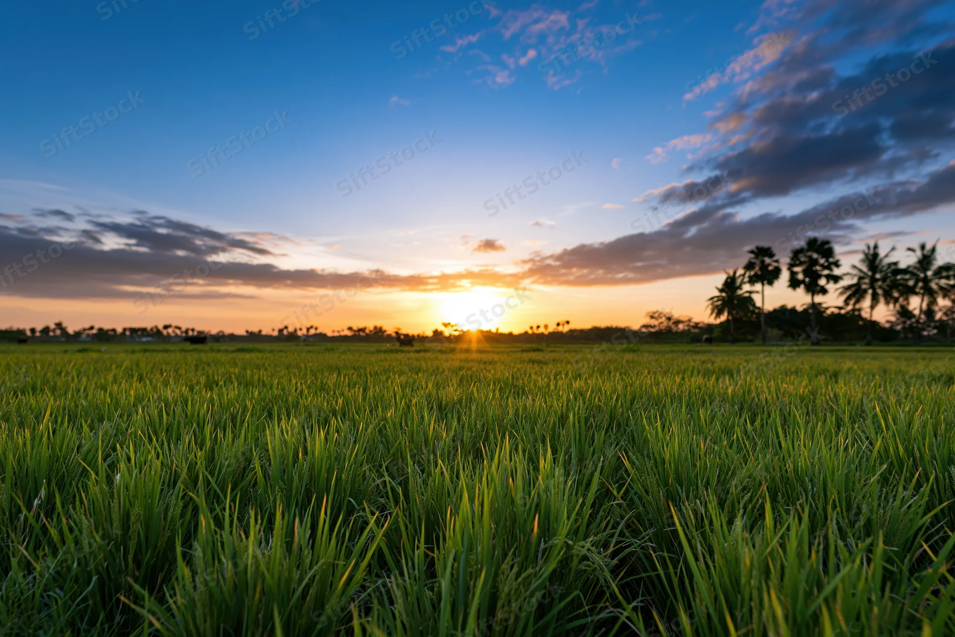 Flat rice paddy field stretching to the horizon under a wide sky at sunset with palm trees on the edge