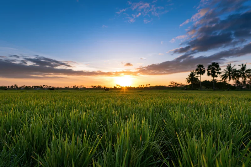 Flat rice paddy field stretching to the horizon under a wide sky at sunset with palm trees on the edge