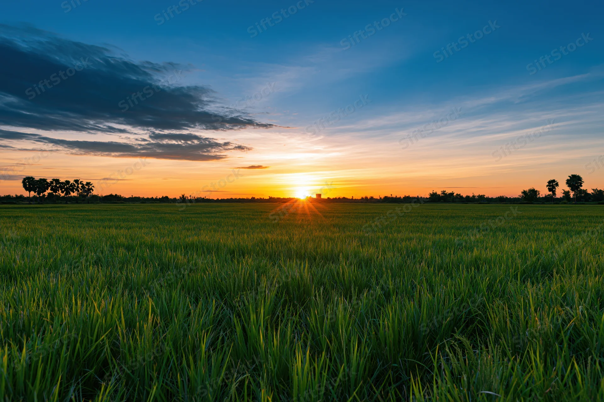 Flat rice paddy field stretching to the horizon under a wide sky at sunset
