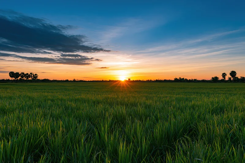 Flat rice paddy field stretching to the horizon under a wide sky at sunset