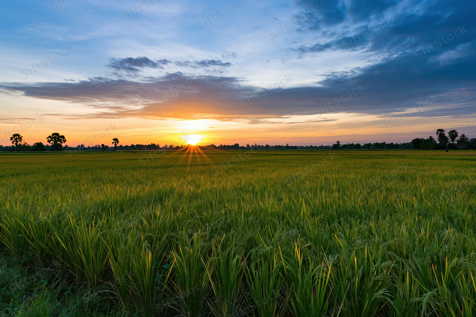 Flat rice paddy fields stretching to the horizon under a wide sky at sunset