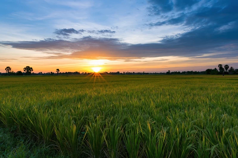 Flat rice paddy fields stretching to the horizon under a wide sky at sunset